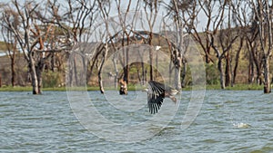 African Fish-eagle, Haliaeetus vocifer,