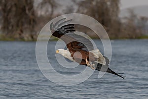 African Fish-eagle, Haliaeetus vocifer,