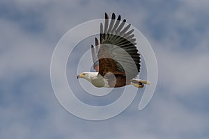 African Fish-eagle, Haliaeetus vocifer,