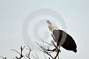 African fish eagle (Haliaeetus vocifer)