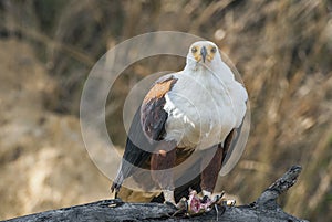 The African Fish Eagle (Haliaeetus vocifer)