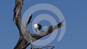 African Fish-Eagle, haliaeetus vocifer, Adult eating fish, Fishing at Baringo Lake, Kenya ,