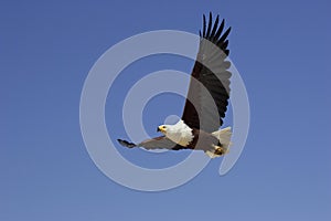 African Fish-Eagle, haliaeetus vocifer, Adult in Flight, Baringo Lake in Kenya