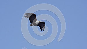 African Fish-Eagle, haliaeetus vocifer, Adult in flight, Chobe River, Okavango Delta in Botswana,