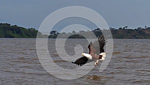 African fish-eagle, haliaeetus vocifer, adult in flight, fish in claws, fishing at Baringo lake, Kenya ,