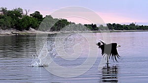 African Fish-Eagle, haliaeetus vocifer, Adult in flight, Fishing at Chobe River, Okavango Delta in Botswana,
