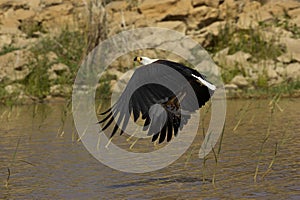 AFRICAN FISH-EAGLE haliaeetus vocifer, ADULT IN FLIGHT, FISHING WITH FISH IN ITS CLAWS, BARINGO LAKE IN KENYA