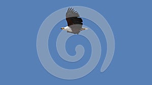 African Fish-Eagle, haliaeetus vocifer, Adult in flight, Flapping Wings, Baringo Lake in Kenya,