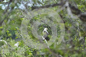 African fish eagle, Haliaeetus vocifer, or the African sea eagle