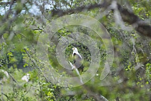 African fish eagle, Haliaeetus vocifer, or the African sea eagle