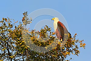 African Fish-eagle, Haliaeetus vocifer, brown bird with white head. Eagle sitting on the tree top, blue sky in the background. Wil