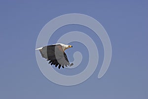 African Fish-Eagle, haliaeetus vocifer, in flight, Baringo lake in Kenya