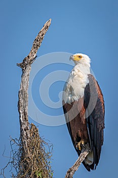 African Fish Eagle Haliaeetus vocifer, Murchison Falls National Park, Uganda.