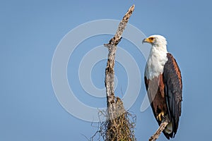 African Fish Eagle Haliaeetus vocifer, Murchison Falls National Park, Uganda.