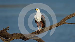 African Fish-Eagle (Haliaeetus vocifer) Pilanesberg Nature Reserve, South Africa