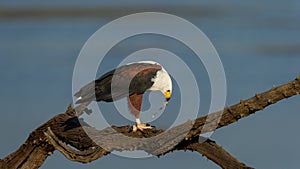 African Fish-Eagle (Haliaeetus vocifer) Pilanesberg Nature Reserve, South Africa