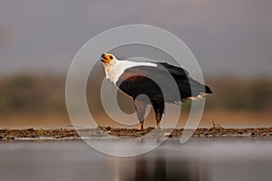 The African fish eagle Haliaeetus vocifer sitting on the shore. Calling eagle on the shore of a pond