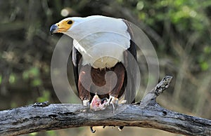 African Fish Eagle; Haliaeetus Vocifer; South Africa