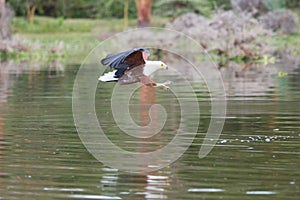 African Fish-Eagle hunting