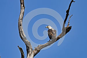 African Fish eagle on a tree.