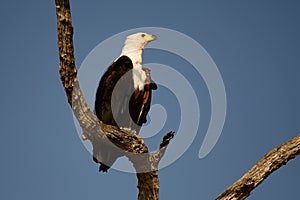 African fish eagle on its perch