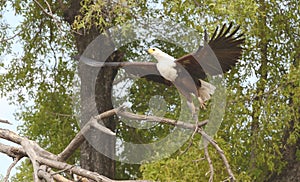 African Fish Eagle Just Taking Off From A Limb.