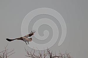 African fish eagle in kasane in thebe river in Botswana.