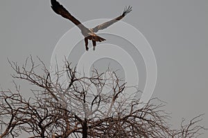 African fish eagle in kasane in thebe river in Botswana.