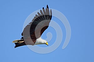 African fish eagle, Lake Naivasha, Kenya