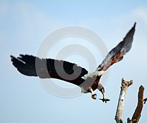 African fish eagle, Lake Naivasha, Kenya