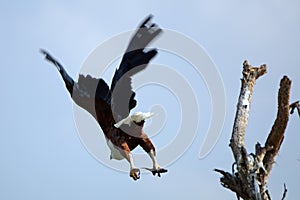 African fish eagle, Lake Naivasha, Kenya