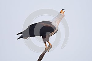 African fish eagle lifting head to squawk