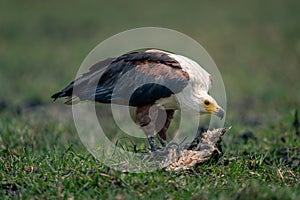 African fish eagle lowers head to fish