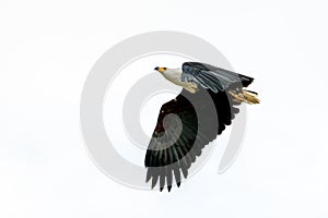 African Fish-eagle in mid flight