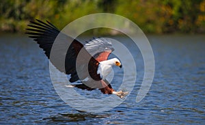 African Fish Eagle at the moment the attack on the prey. Kenya. Tanzania. Safari. East Africa.