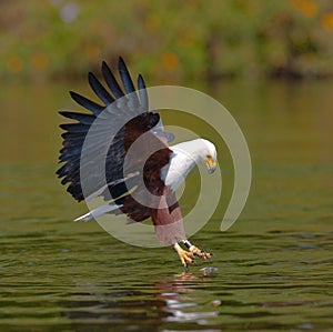 African Fish Eagle at the moment the attack on the prey. Kenya. Tanzania. Safari. East Africa.
