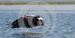 African Fish Eagle at the moment the attack on the prey. Kenya. Tanzania. Safari. East Africa.