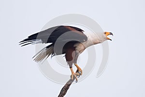 African fish eagle opening beak to squawk