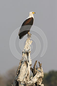 African fish eagle on perch