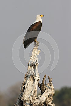 African fish eagle on perch photo