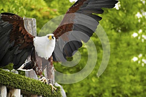 The African fish eagle perched on a branch about to fly