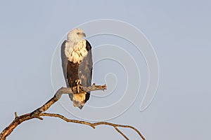 African fish eagle perched on tree