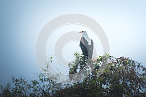 African fish eagle perched in a tree. Lake Victoria, Tanzania