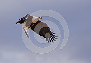 African Fish Eagle with prey photo