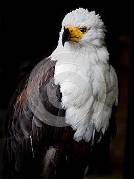 African fish Eagle in profile