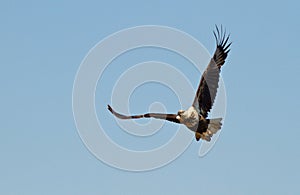 African fish eagle soaring