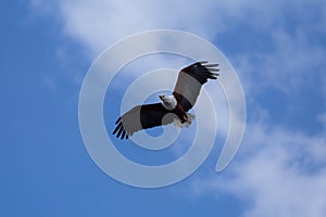 African Fish-Eagle soaring up high