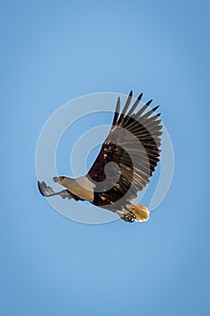 African fish eagle soars in blue sky