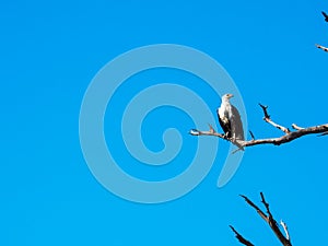 African fish eagle standing on dry tree branch with blue sky