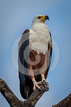 African fish eagle on stump with catchlight photo